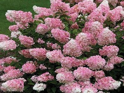 ​HhORTENZIJA SKARAINĀ / Hydrangea paniculata “LIVING TOUCH OF PINK”