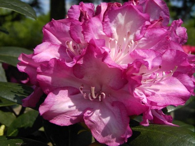 ​RODODENDRS JAKUŠIMANAS / Rhododendron Yakushimanum „BLURETTIA”