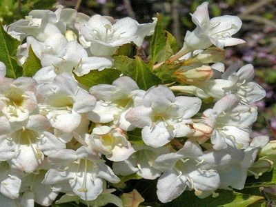 ​VEIGELA KRĀŠŅĀ / Weigela florida „SNOWFLAKE”