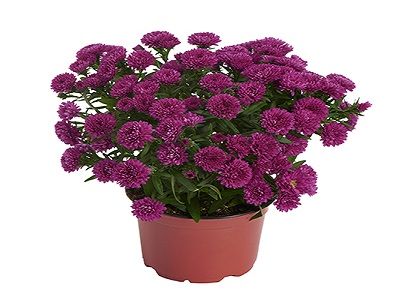 ​ZIEMASTERE / ASTER x HYBRID „SHOWMAKERS MAGENTA”