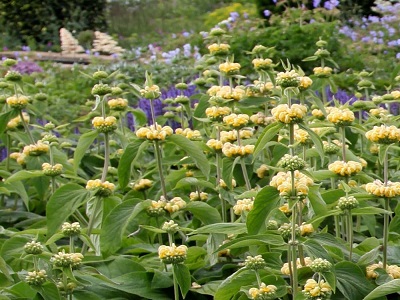 ​FLOME RASELA /PHLOMIS RUSSELIANA