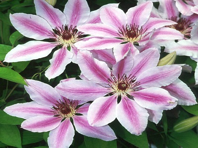 KLEMATIS / CLEMATIS „NELLY MOSER”