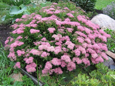 ​SPIREJA JAPĀNAS /SPIRAEA JAPONICA „NANA”