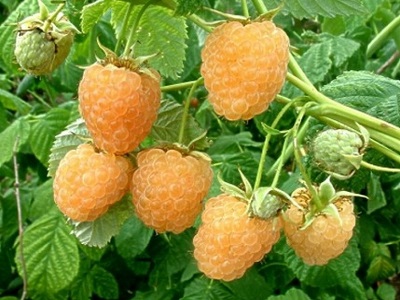 ​VASARAS AVENE / Rubus idaeus „GOLDEN EVEREST”-aveņu-stādi_ogulāji_vasaras avenes