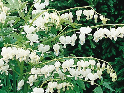 lauztā sirds_dicentra_alba_siguldasdarznieks_stādi