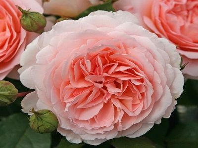 FLORIBUNDROZE MARCHENZAUBER