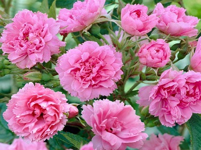 parka roze-pink grootendorst-rožu stādi-roosa-siguldasdarznieks