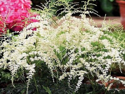 ​ASTILBE VIENKĀRŠLAPU / Astilbe Simplicifolia „WHITE SENSATION”