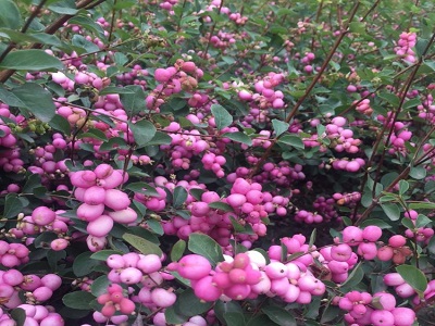 ​SNIEGOGA DORENBOSA / Symphoricarpos x doorenbosii “MAGIC BERRY”