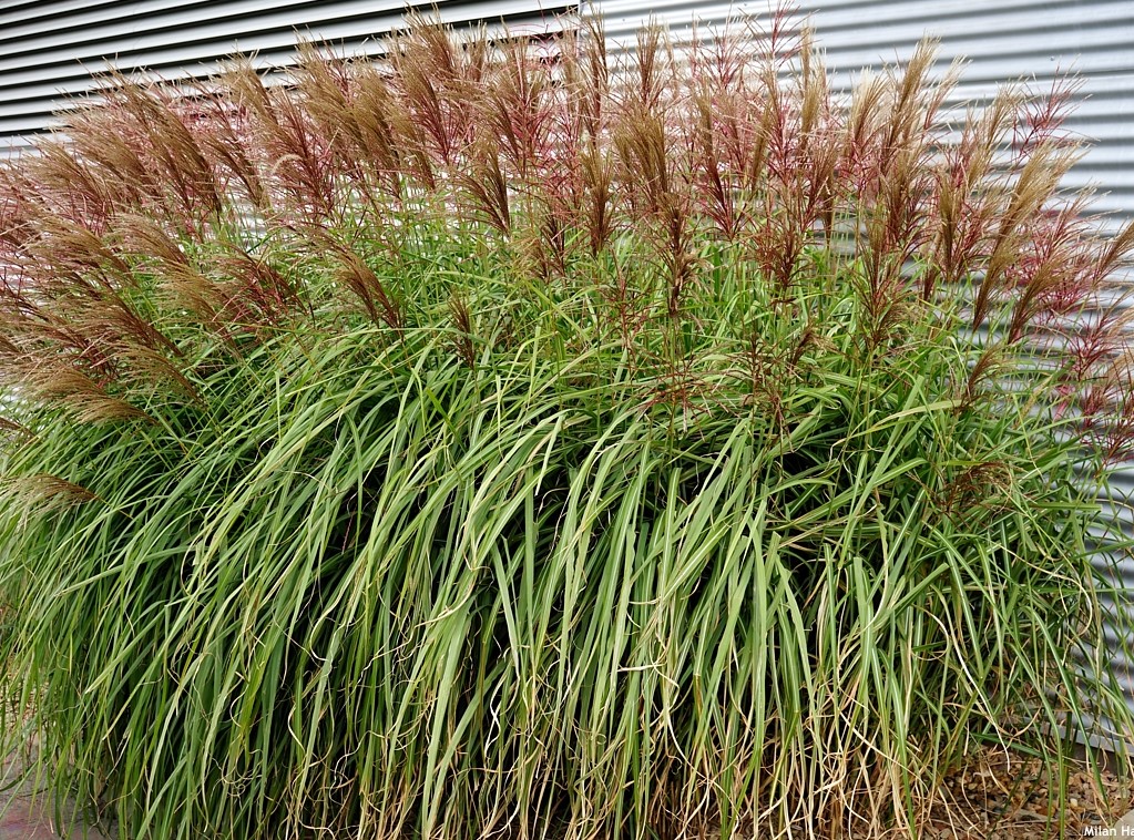 ​MISKANTE ĶĪNAS / MISCANTHUS SINENSIS „RED CHIEF”