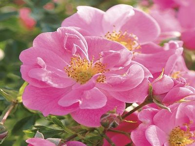 KLĀJENISKA ROZE BIENENWEIDE ROSE        