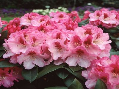 ​RODODENDRS JAKUŠIMANAS / Rhododendron Yakushimanum „NICOLETTA”