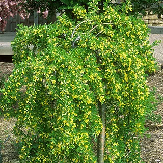 Karagānas