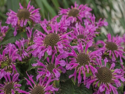 MONARDA BEE PRETTY