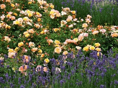 floribundroze-sedan_rožu stādi-siguldasdarznieks-roosa-rosa