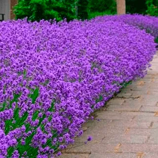 Lavanda