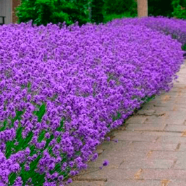 Lavanda