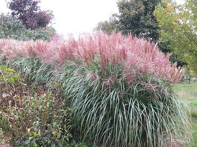 MISKANTE ĶĪNAS /  MISCANTHUS SINENSIS „ROTSILBER”