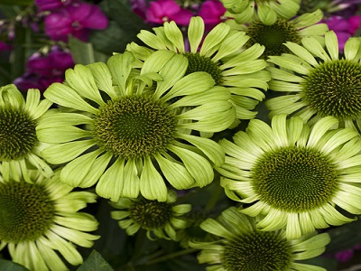 ehinācija green jewel-echinacea_siguldasdarznikes_stādi