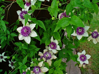 ​PASIFLORAS KLEMATIS / CLEMATIS FLORIDA „ALBA PLENA”