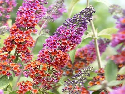 dāvida budleja FLOWER POWER_lapu koki-krūmi_dekoratīvie stādi_siguldasdarznieks