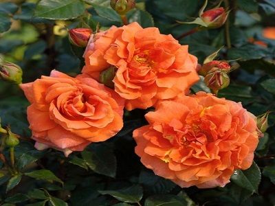 vīteņroze_naranga_rose_rozes_siguldasdarznieks_rožu stādi