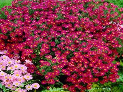 ZIEMASTERE JAUNBEĻĢIJAS   / ASTER NOVI-BELGII    „WINSTON CHURCHILL”