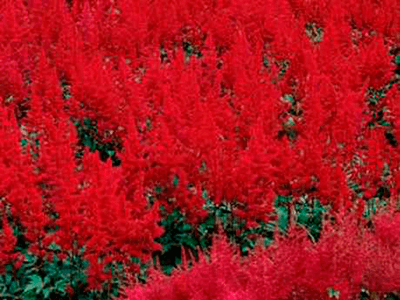 ASTILBE ARENDSII „ETNA”