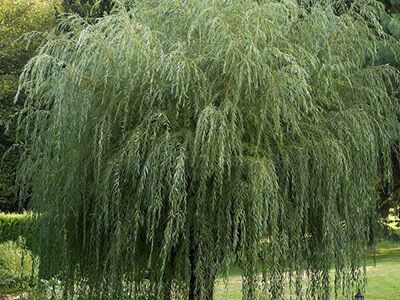 ​ZELTZARU VĪTOLS ZELTZARU VĪTOLS / SALIX x SEPULCRALIS „TRISTIS”