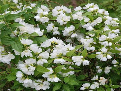 ​FILADELFS /PARASTAIS JASMĪNS / Philadelphus „MANTEAU d`HERMINE”