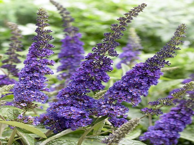 ​DĀVIDA BUDLEJA / BUDDLEJA DAVIDII „EMPIRE BLUE”