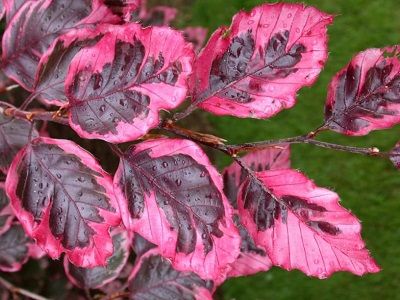 DIŽSKABĀRDIS PARASTAIS / Fagus sylvatica „PURPUREA TRICOLOR”