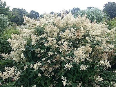 SŪRENE DAUDZVEIDĪGĀ / PERSICARIA POLYMORPHA