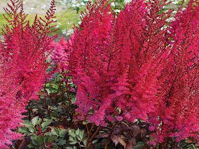 astilbe_ārendsa_mighty chocolate cherry_siguldasdarznieks_ziemcietes_stādi