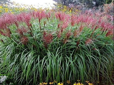 MISKANTE ĶĪNAS / MISCANTHUS SINENSIS „ROTEL PFEIL”