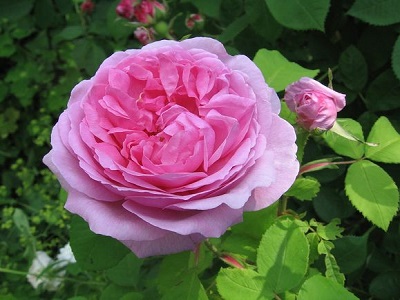 roze-mme knorr-krūmu roze-siguldasdarznieks-roosa
