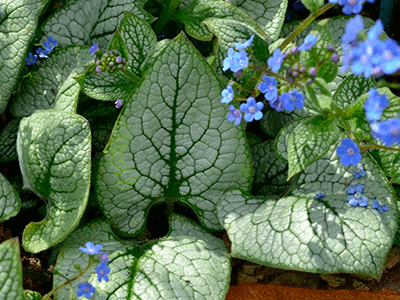 BRUNNERA LIELLAPU „SEA HEART”