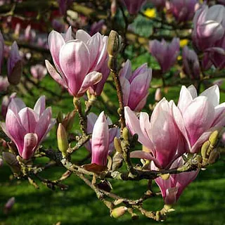 Magnolija