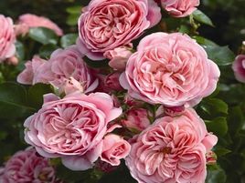 roze bailando-roosa--floribundroze-rožu stādi_siguldasdarznieks