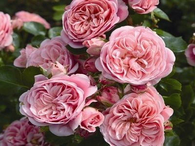 roze bailando-roosa--floribundroze-rožu stādi_siguldasdarznieks