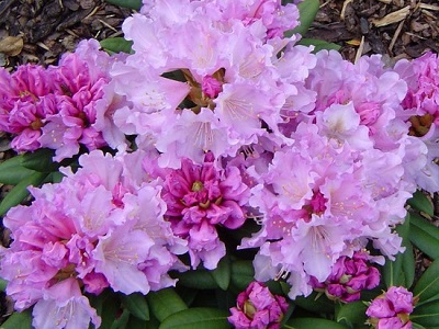 ​RODODENDRS JAKUŠIMANAS / Rhododendron Yakushimanum Caroline Allbrook