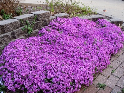 ​FLOKSIS ASLAPU FLOKSIS / Phlox subulata „SPRING LILAC”