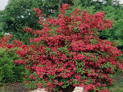 VEIGELA AGRĀ / Weigela praecox „RED PRINCE”-SIGULDASDARZNIEKS-lapu koki