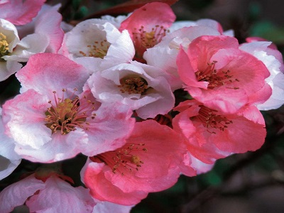 ​KRŪMCIDONIJA KRĀŠŅĀ / Chaenomeles speciosa „TOYO-NISHIKI”