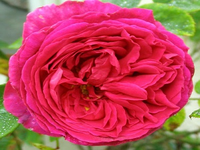 krūmu roze_OTHELLO_dārznieks-siguldas_stādaudzētva_rožu stādi_roosa
