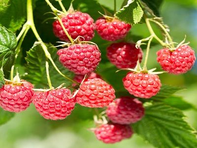 ​VASARAS AVENE / RUBUS IDAEUS „GLEN AMPLE”-aveņu stādi_vasaras avenes_ogulāji