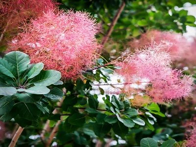 PARŪKKOKS PARASTAIS /COTINUS COGGYGRIA „OLD FASHIONED”