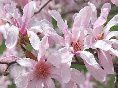 ​MAGNOLIJA LĒBNERA / Magnolia x loebneri „LEONARD MESSEL”