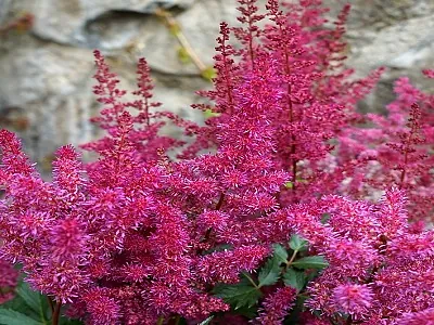 ASTILBE VULCANO