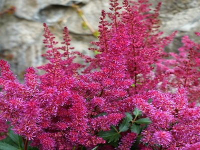 ASTILBE VULCANO